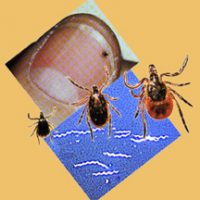 TTT1008-FEB 24-11AM: LYME DISEASE 2: Politics and Prevention in Our Great Outdoors